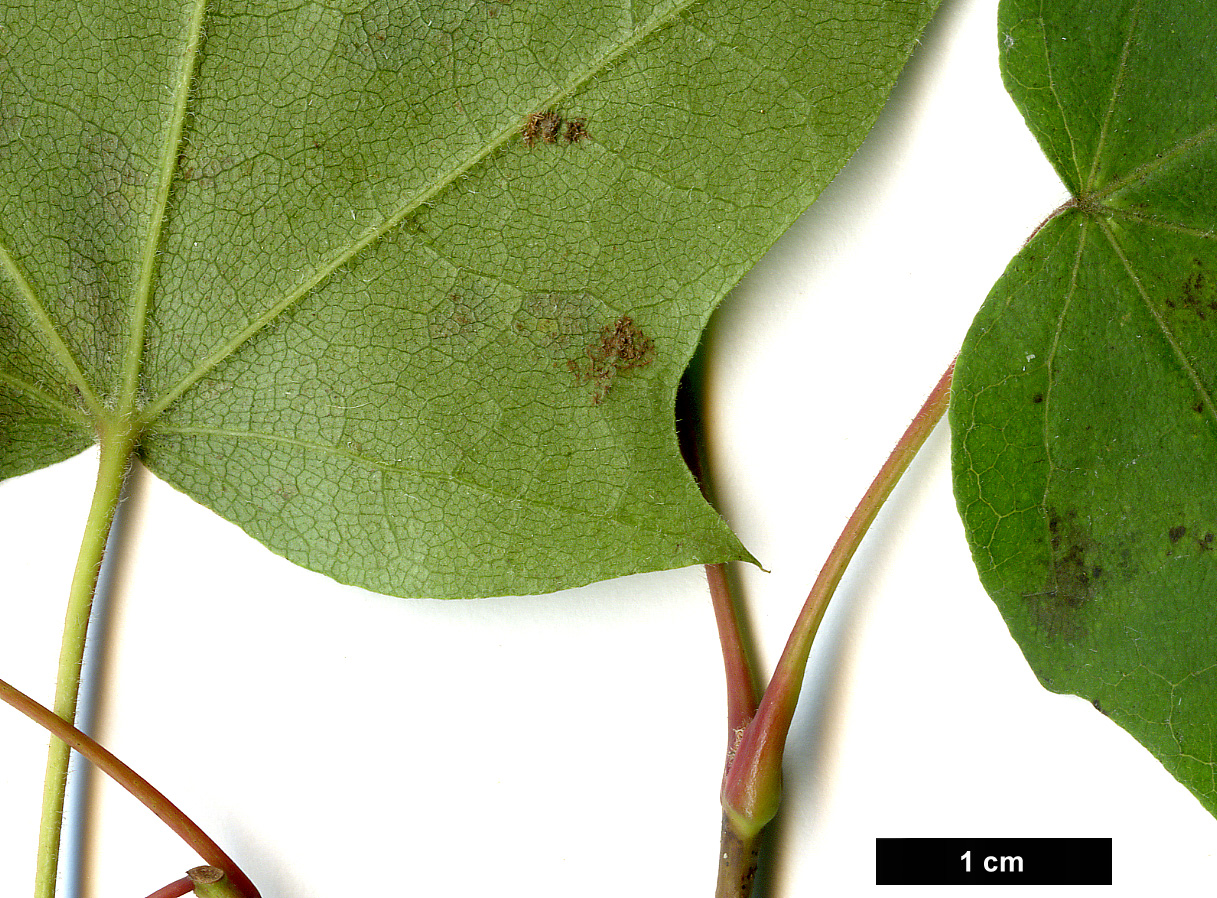 High resolution image: Family: Sapindaceae - Genus: Acer - Taxon: pictum - SpeciesSub: f. ambiguum High resolution image: Family: Sapindaceae - Genus: Acer - Taxon: pictum - SpeciesSub: f. ambiguum